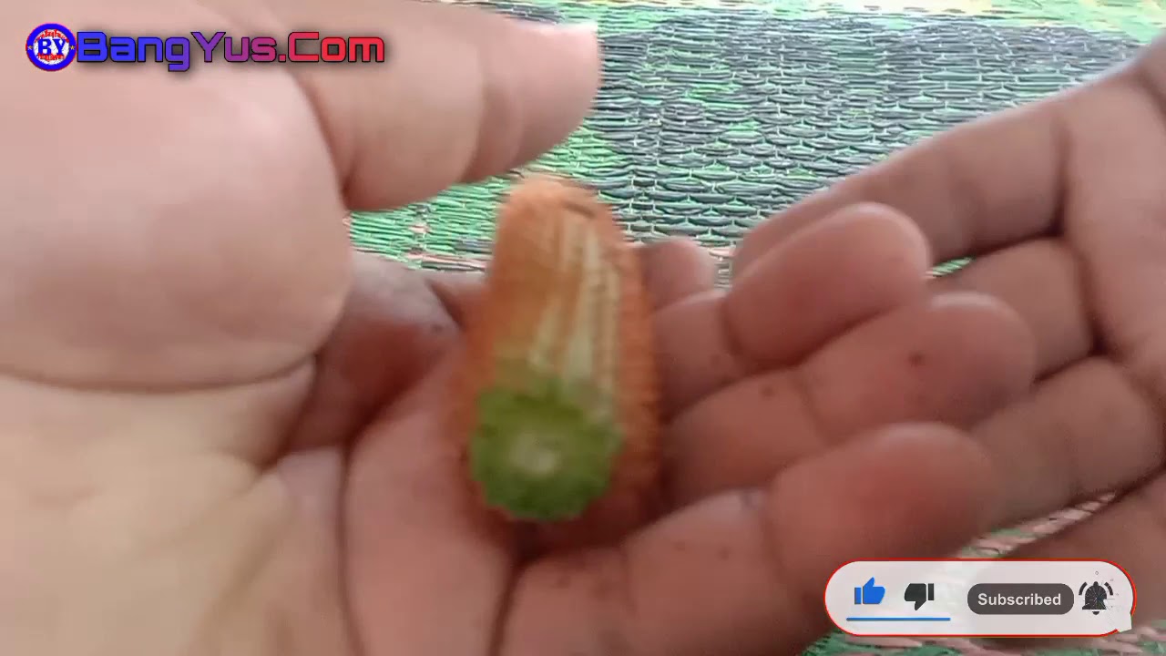 Cara Budidaya Kaktus Ekor Tupai Anti Gagal Dan Anti Busuk 