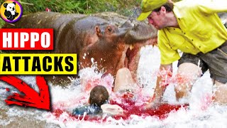 Hippo Rampage: Unseen Footage of the Most Dangerous Animal Attacks! by Koala TV 32,031 views 1 year ago 8 minutes, 18 seconds