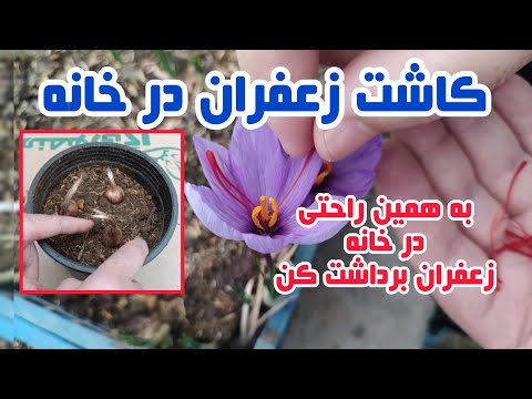 آموزش کاشت پیاز زعفران همه چیز درباره نحوه کاشت زعفران از کاشت تا آبیاری و نگهداری زعفران