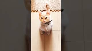 funny cats dance
