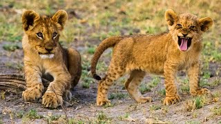 Cute Lion Cubs Wrestling