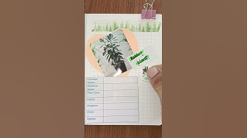 My scrapbook plant journal | Rubber indoor plant botanical insights🍂plant journaling #shorts #plant🪴