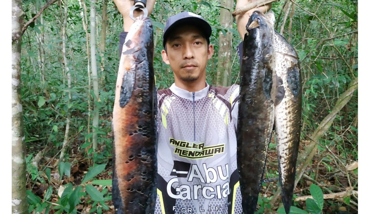 Mancing Di Sarang Ikan Gabus Sampai Jatuh Bangun Mas Bro Youtube