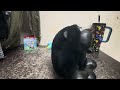 Silver Back Gorilla Stop and Go