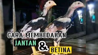 MEMBEDAKAN AYAM JANTAN DAN BETINA ⁉️ usia kurang dari 1 bulan