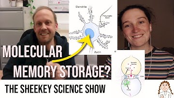 Memory molecules, Neural Computation & the ECM - Prof Ben Goult