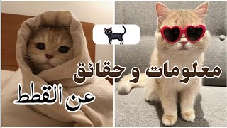 معلومات و حقائق عن القطط 