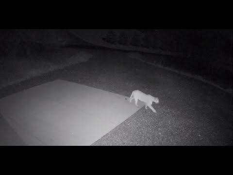 Mountain Lion Seen By Yankton Sd Youtube