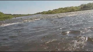 Ловля голавля на спиннинг в июне на реке Сосна