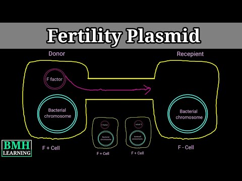 Video: Hva er rollen til F-plasmid?