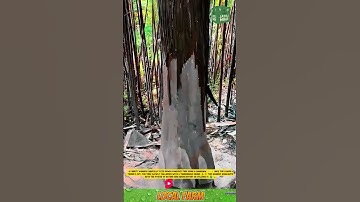 🌲⛓️ **Cutting Down a Giant Tree with a Chainsaw** #workerwisdom #woodworking