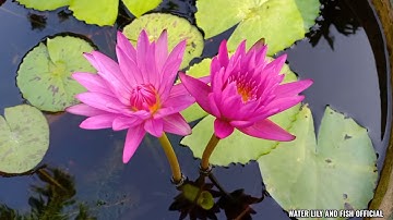 VỪA CHO CÁ MÚN ĐEN ĂN CÁM VIÊN VỪA NGẮM HOA SÚNG