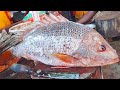 Giant Red Snapper Fish Skinning &amp; Cutting in Bangladesh | Expert Fish Cutting Skills