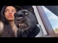How to entertain Luna the panther  (ENG SUB)