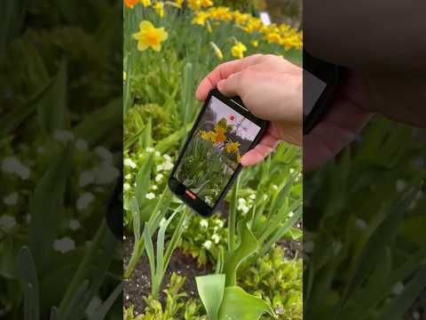 Creative spring flowers video idea 🌼📱#creativeideas #storyideas #springflowers