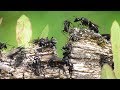 Колония чёрных муравьёв-древоточцев.  ( Camponotus vagus )
