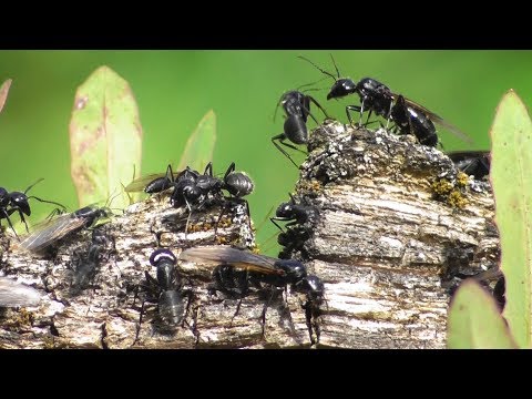 Колония чёрных муравьёв-древоточцев. ( Camponotus vagus )