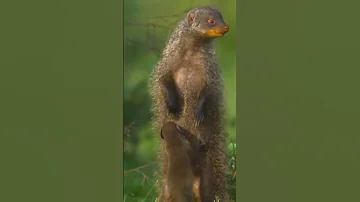 Бородавочник и мангусты, что с ними не так? 😱 Shorts