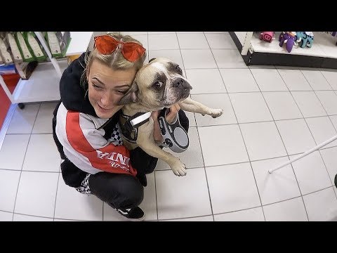 Video: Tidigare Avmagrad Hund Trivs Med Ny, Kärleksfull Familj