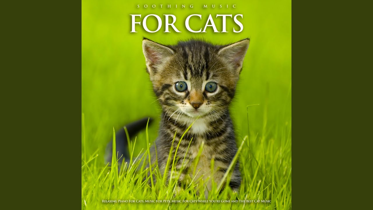 Cat Music YouTube