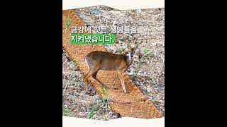 대전충남녹색연합 금강 활동 소개
