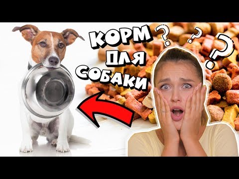 Видео: Лучший корм для собак - что это такое и как его найти