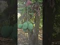 Mango tango🥭 #mango #garden #youtubeshorts #reelshorts #follower #mangoseason