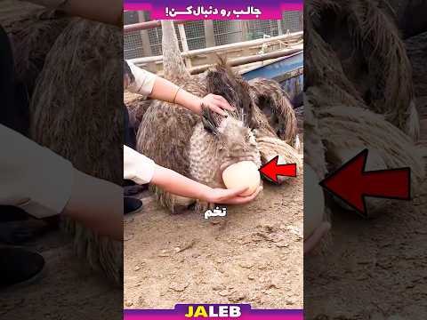 شتر مرغ ها چگونه تخم گذاری میکنن