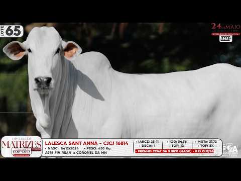 LOTE 65   CJCJ 16814