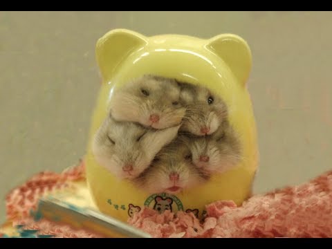 the-cutest-baby-hamsters-video-compilation