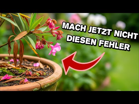 When the oleander has finished flowering, almost everyone makes this mistake!