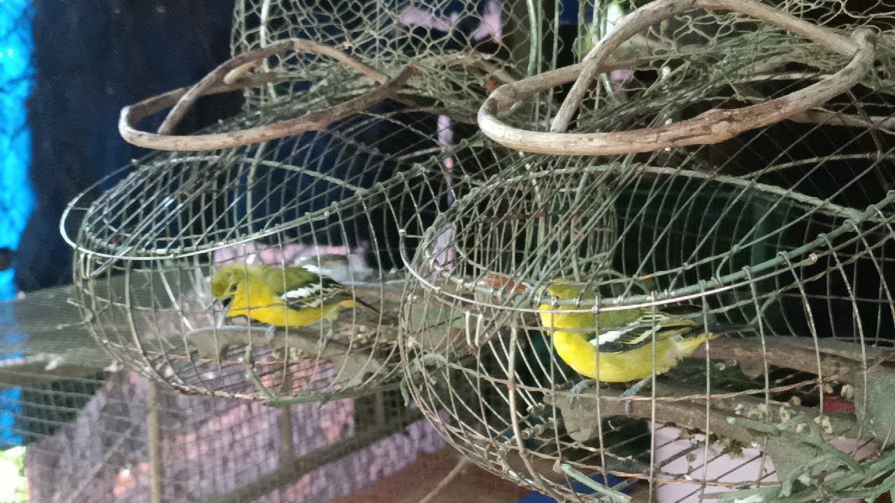 Cách Thuần Và Nuôi Chim Huýt Cô Dạng Người, Nhận Biết Chim Huýt Cô Suy NTN/Cách Khắc Phục Hiệu Quả