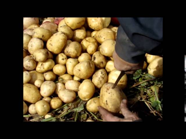 Картофель на урале