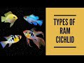 Types of ram cichlid