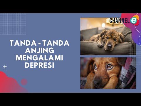 Tanda-Tanda Anjing Peliharaan Mengalami Depresi