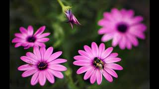 Macro Photography the beauty of small things Slideshow