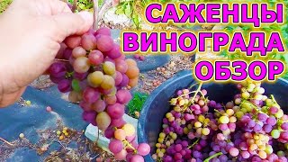 ТАКИЕ САЖЕНЦЫ ВИНОГРАДА МОЖНО САЖАТЬ ВСЕ ЛЕТО. САЖЕНЦЫ ВИНОГРАДА ДЛЯ МОСКОВСКОЙ ОБЛАСТИ ОБЗОР.
