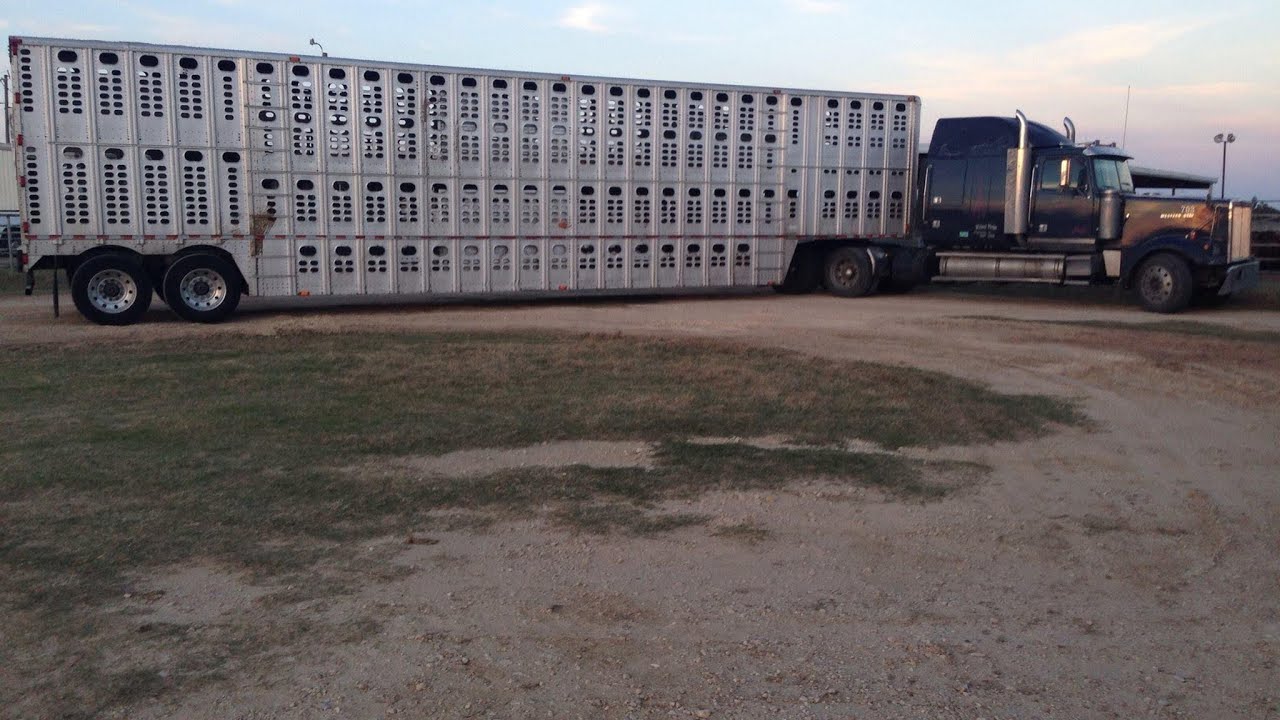 43. How A Big Truck Cattle Trailer Works