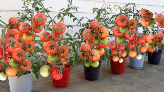 how to grow tomato at home | get lots of tomato in a small bucket | tomato growing tips
