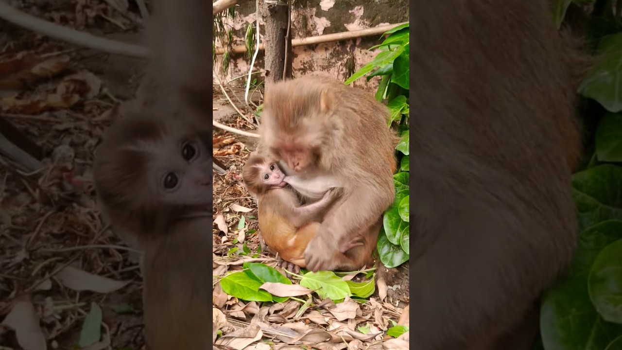 little baby monkey feeding #bandar #monkey #bandar