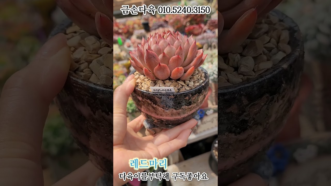 금손다육 010.5240.3150 #다육이 '#레드마리 #다육식물 #succulent