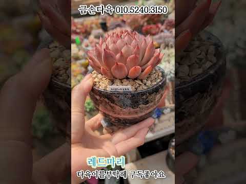 금손다육 010.5240.3150 #다육이 '#레드마리 #다육식물 #succulent