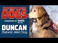 Diabetic Alert Dog: Duncan | Superpower Dogs