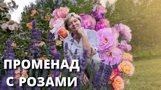 картинка: ЦВЕТУТ РОЗЫ НА БОЛОТЕ. Стрижка 