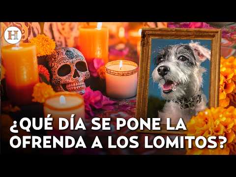 They come home too! Everything you need to include on your pet's Day of the Dead altar