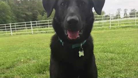 Dog Mom Blog