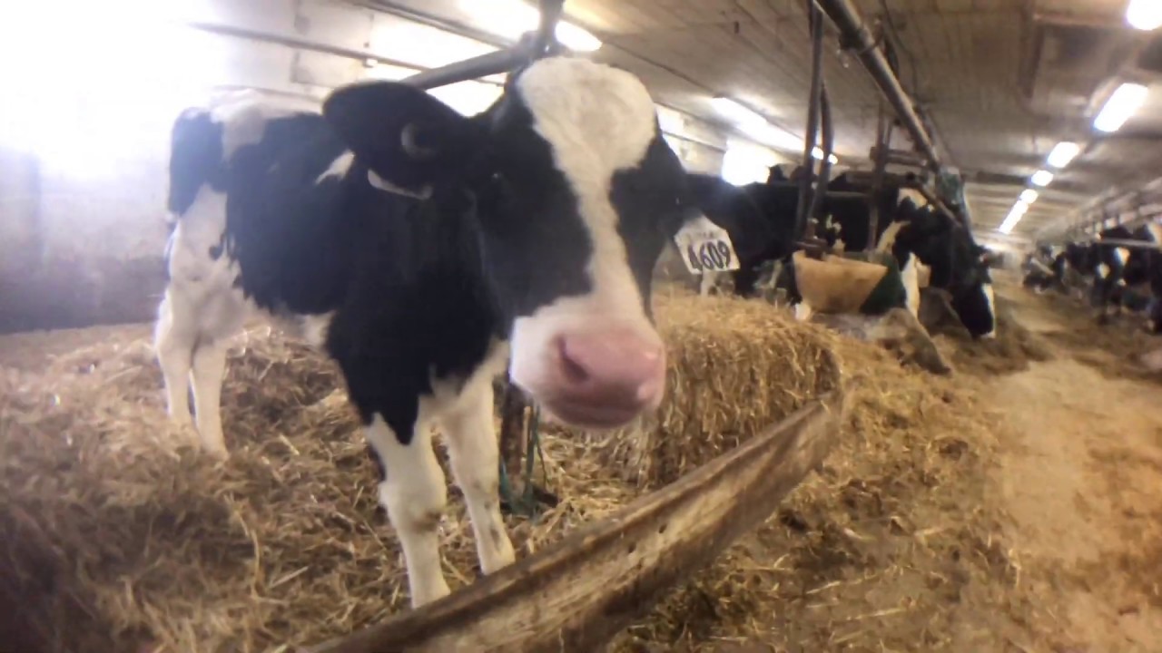 Ferme Masika en vente à StMathieudeRioux par David Fafard 418.440.