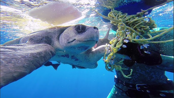 GoPro: Diver Saves Sea Turtle - YouTube