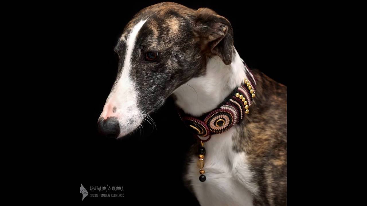 WOOF / Luxury Dog Collars YouTube