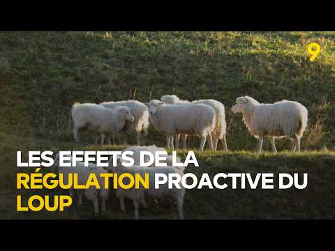 The Effects of Proactive Wolf Management in Valais